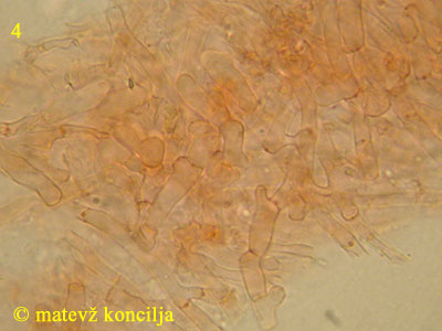 Ceriporia purpurea - Hymenium