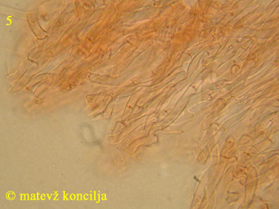 Ceriporia purpurea - Hyphen