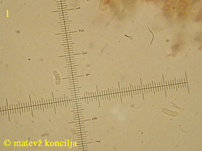 Ceriporia purpurea - Sporen