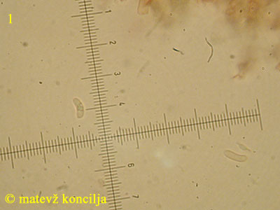 Ceriporia purpurea - trosi