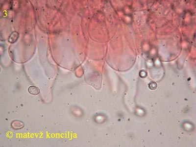 volvariella pusilla - kajlocistide