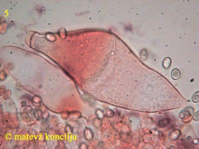 volvariella pusilla - plevrocistide