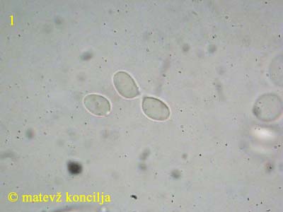 Hygrophorus pustulatus - Sporen