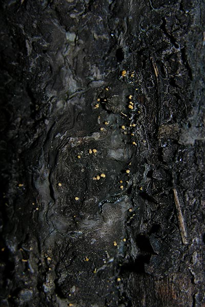 pycnidiella resinae