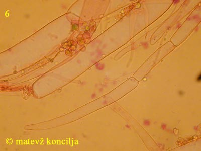 Coprinopsis radiata - Hutvelum-Hyphen