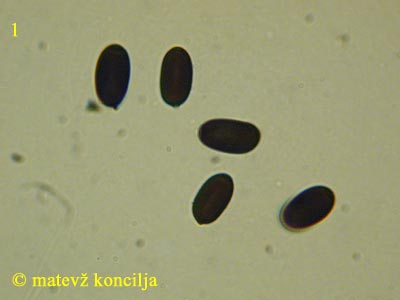 Coprinopsis radiata - Sporen