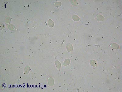 Rhizocybe pruinosa - Sporen