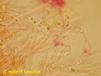 Schizopora radula - Endhyphen
