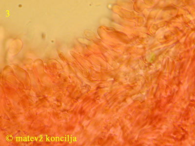 Schizopora radula - Hymenium