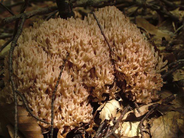 ramaria botrytis