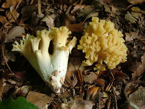 rumena griva