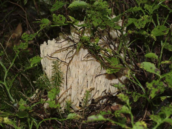 Ramaria mairei