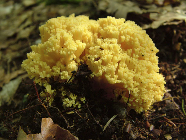 ramaria sanguinea