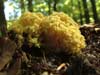 ramaria sanguinea