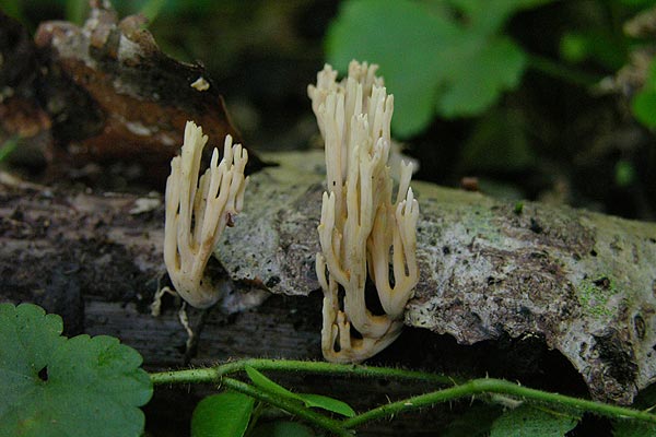 Ramaria stricta