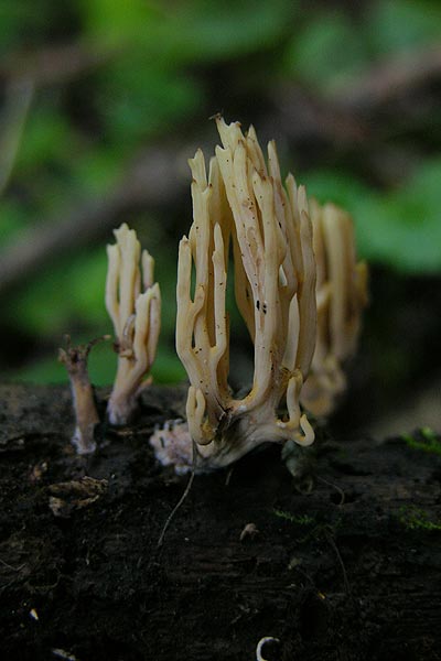 Ramaria stricta