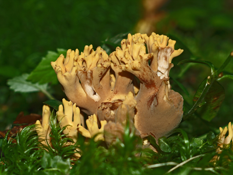 Ramaria testaceoflava - rjaveča griva