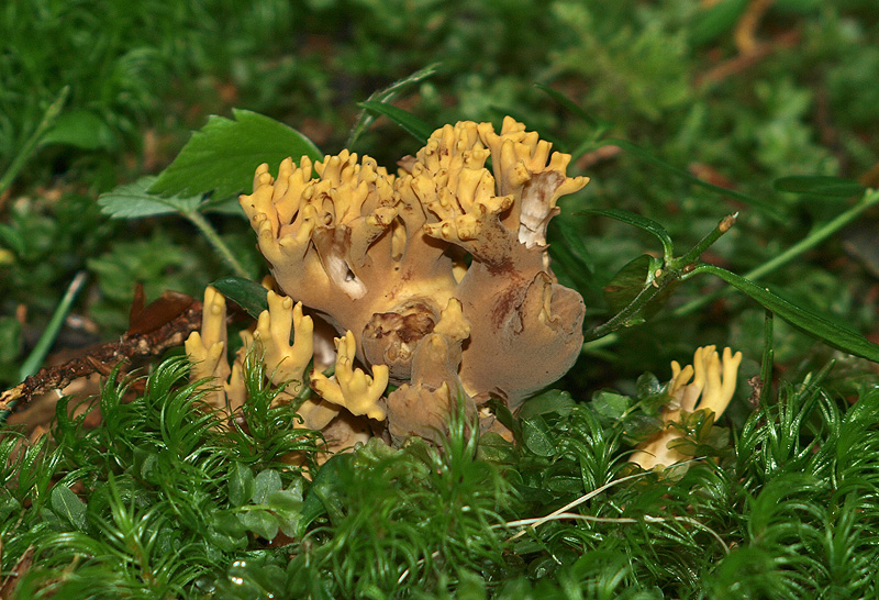 Ramaria testaceoflava - rjaveča griva