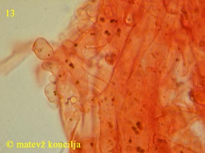 mycena renati - koica klobuka