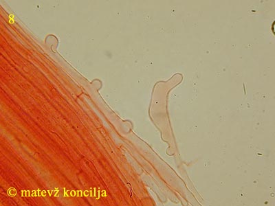 mycena renati - kavlocistide