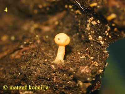 pycnidiella resinae - nespolna oblika