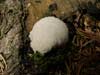 reticularia lycoperdon