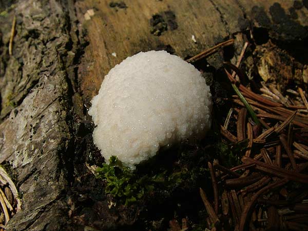 reticularia lycoperdon