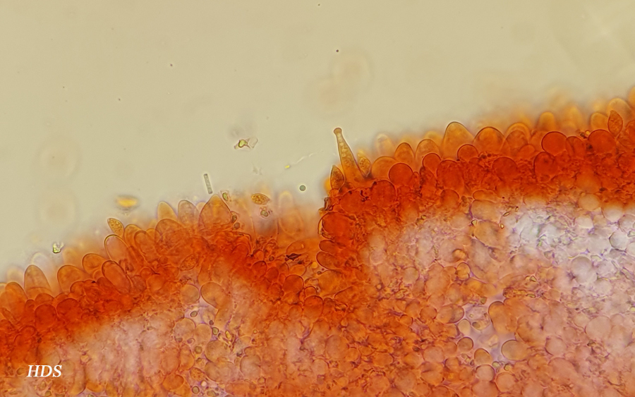 Rhizomarasmius setosus - Hutdeckschicht