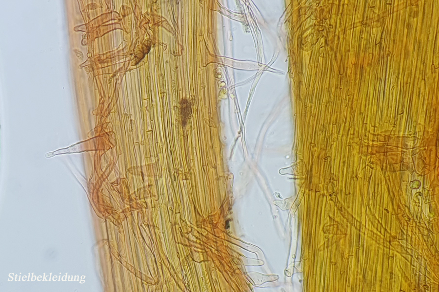 Rhizomarasmius setosus