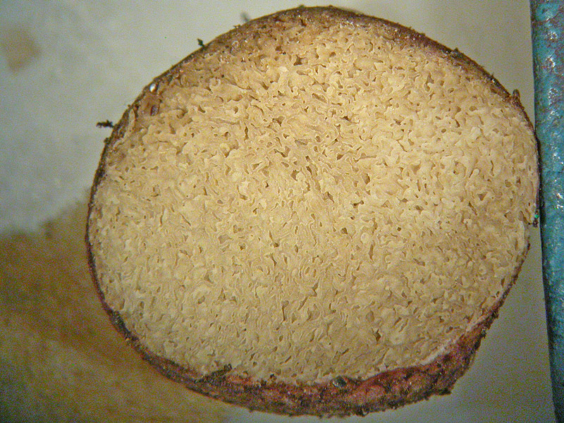 Rhizopogon roseolus - R&ouml;tliche Wurzeltr&uuml;ffel