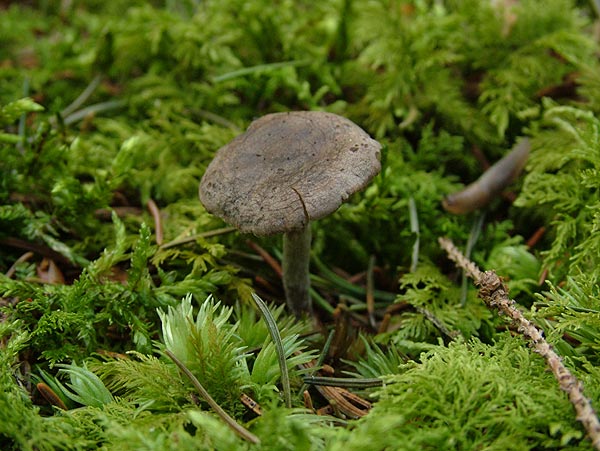 rhodocybe caelata