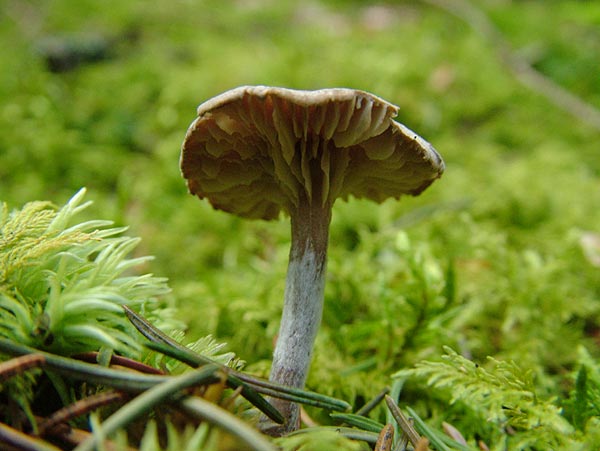 rhodocybe caelata