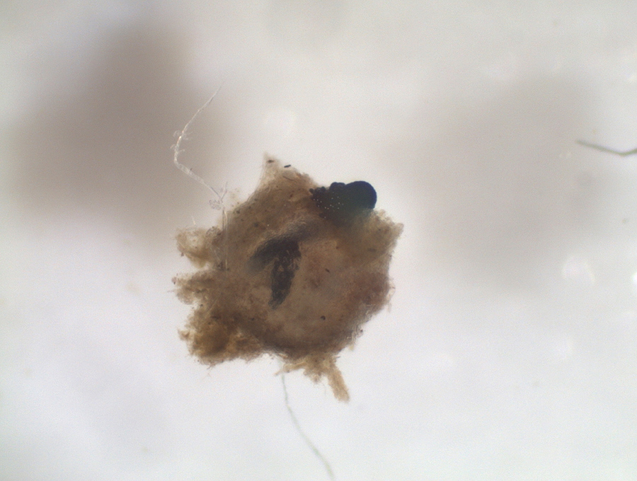 Rhypophila myriospora