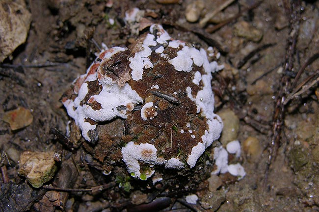 rigidoporus sanguinolentus