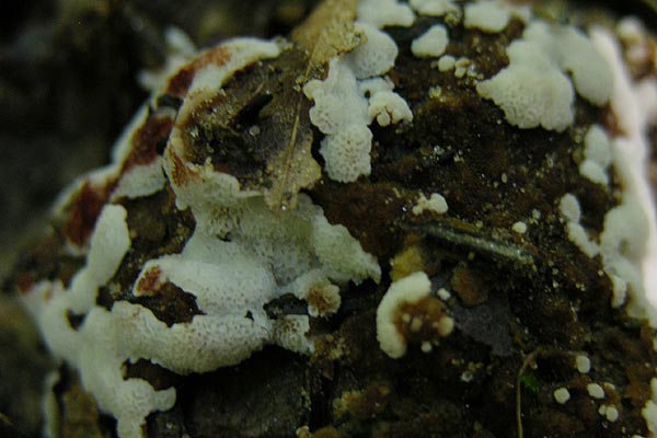 rigidoporus sanguinolentus