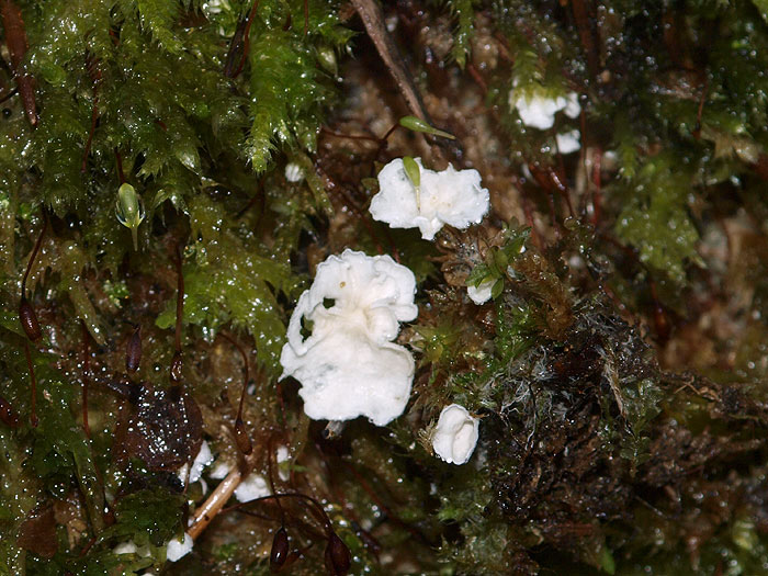 Rimbachia arachnoidea - Rundsporiger Mooshäutling