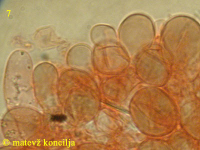 Roridomyces roridus - kozica klobuka