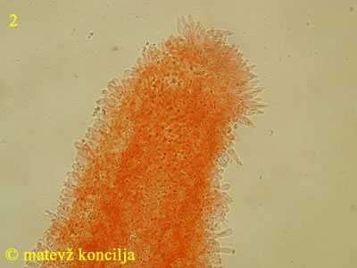 Roridomyces roridus - Lamelle