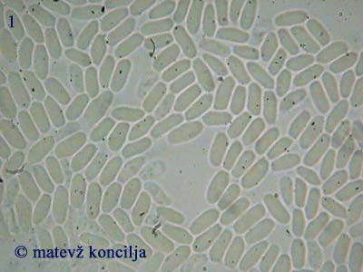 Fomitopsis rosea - Sporen