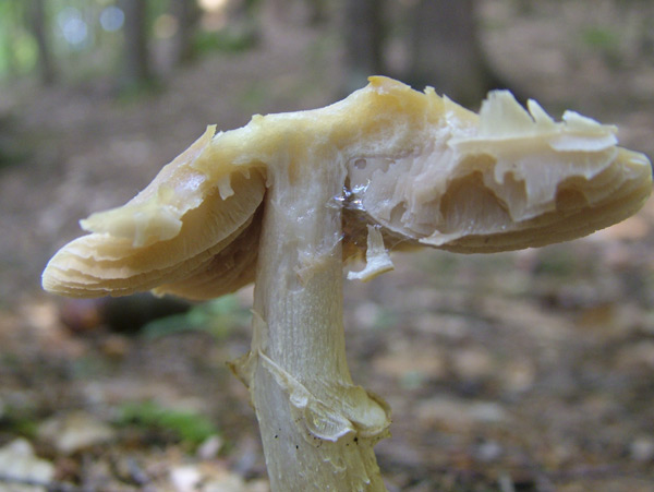 Cortinarius caperatus