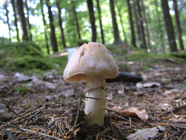 Cortinarius caperatus