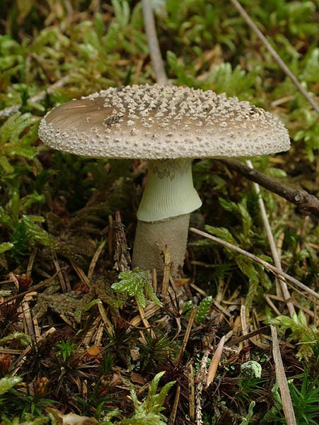 Amanita rubescens var. annulosulphurea