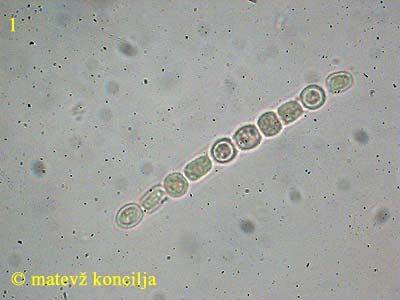 hypocrea rufa - ask