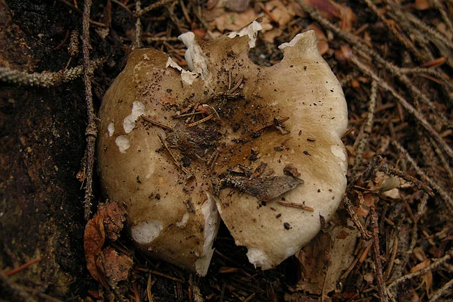 russula acrifolia