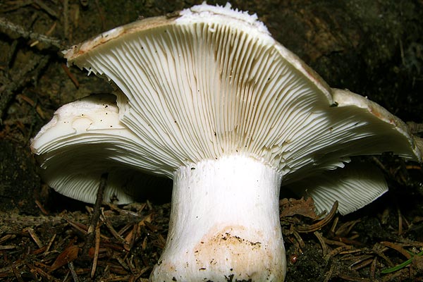 russula acrifolia