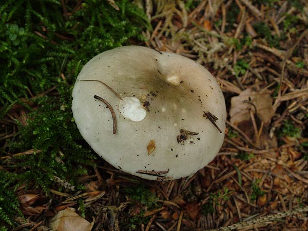 russula aeruginea