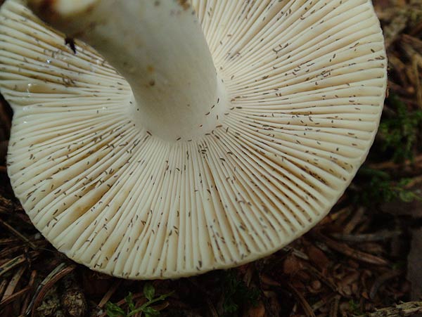 russula aeruginea