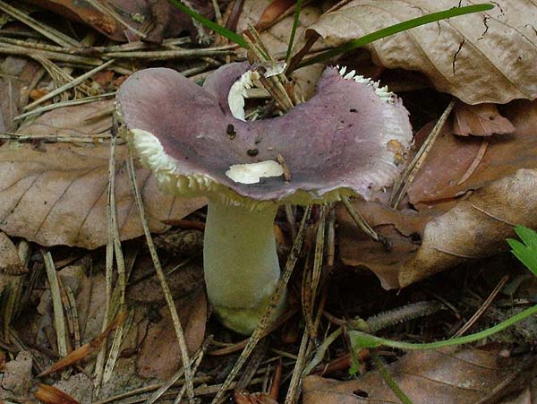 russula azurea