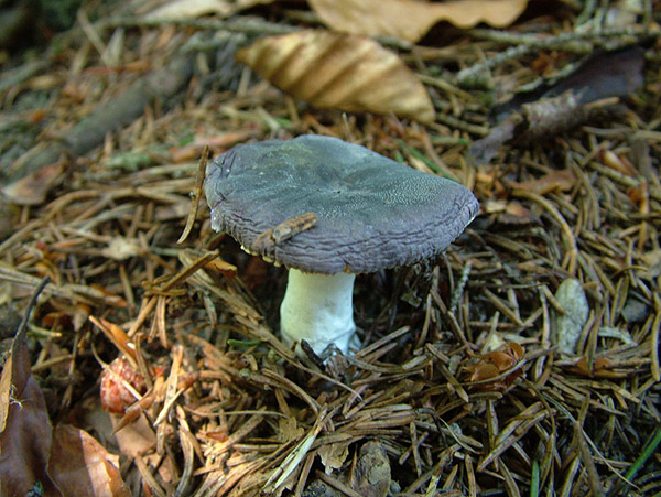 Wei&szlig;bl&auml;ttriger Reift&auml;ubling