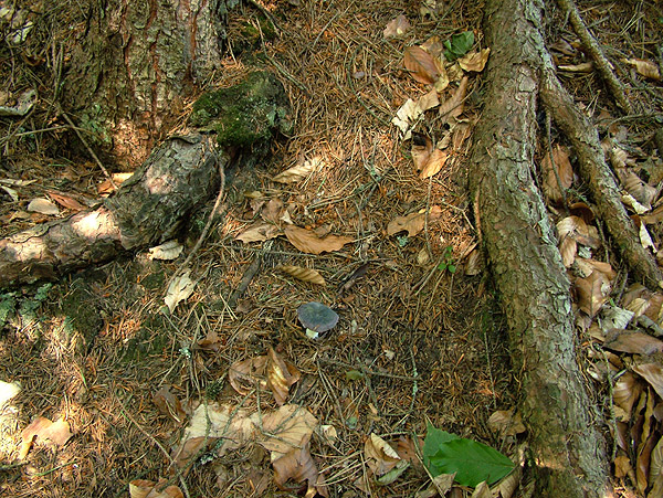 Wei&szlig;bl&auml;ttriger Reift&auml;ubling